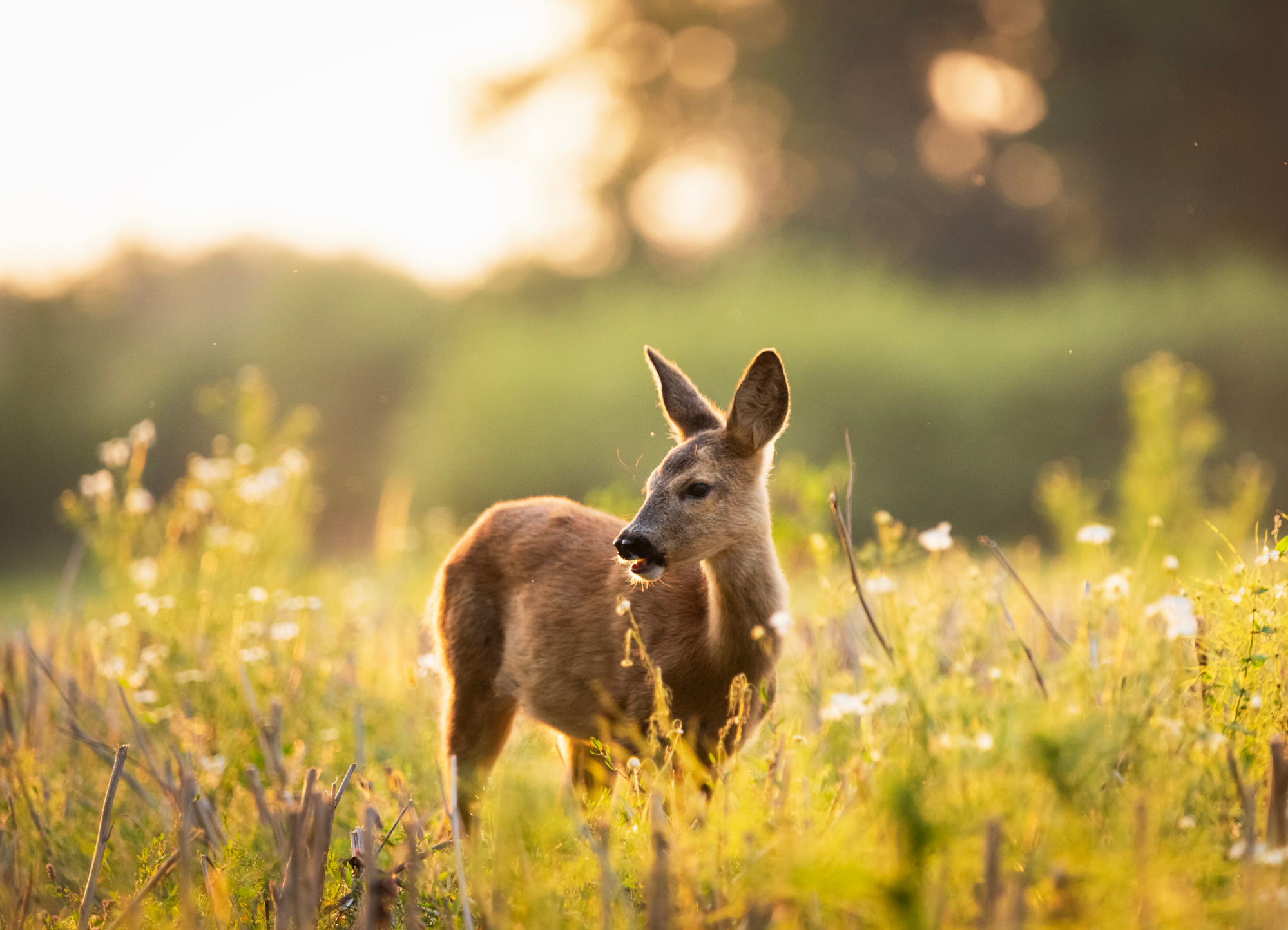 Unterwegs mit dem Ranger – Früchte des Waldes